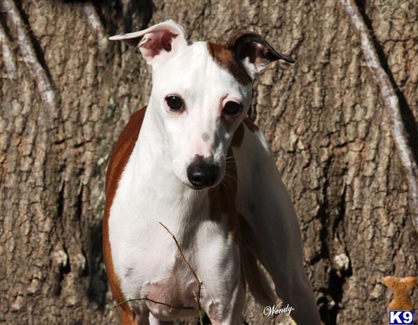 Dogs for Sale in FL